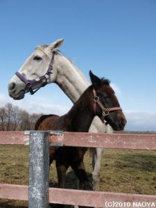 ヤマニンアラバスタと初仔