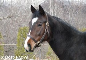 育成時代のヤマニンアルシェ