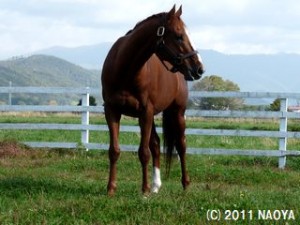 種牡馬ヤマニンセラフィム in LEX