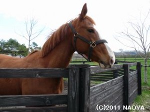 育成のヤマニンファラオ