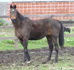 功労馬ヤマニンゼファー功労馬ヤマニンゼファー