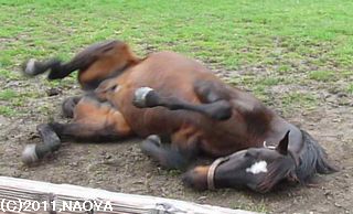 ヤマニンリスペクト・砂浴び中