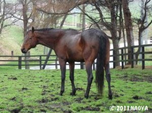 ヤマニングローバル