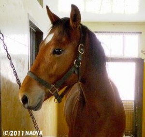 育成時代のヤマニンメンヒル