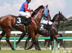 印旛沼特別のハノハノとヤマニンアーシー