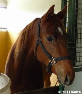 育成時代のヤマニンプチガトー