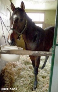 育成時代のヤマニンカヴァリエ