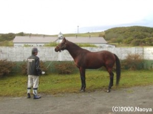 ヤマニングローバル