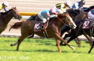 青葉賞(GII)外から脚を伸ばすヤマニンファラオ