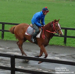 育成時代のヤマニンブルジョン