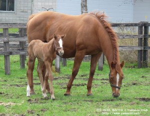 ヤマニンプチフールと当歳(2012年産 父ヤマニンセラフィム)