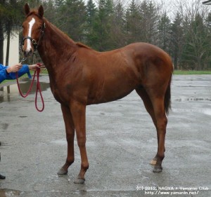 育成時代のヤマニンブルジョン