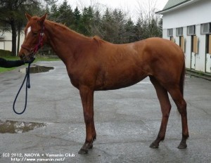 育成時代のヤマニンシェリル