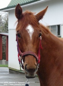 育成時代のヤマニンシェリル