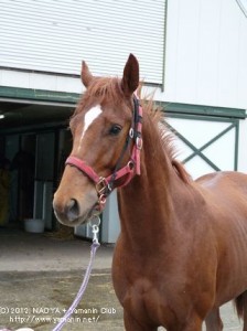 育成中のヤマニンアルゴシー