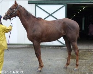 育成時代のヤマニンデリシュー