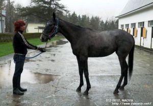 育成時代のヤマニンアドーレ