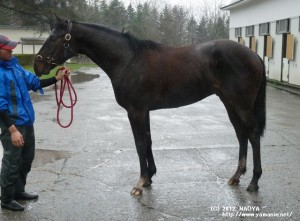 育成時代のヤマニンパンテオン