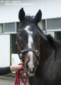 育成時代のヤマニンパンテオン