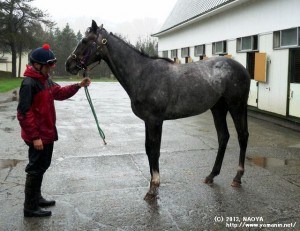 育成時代のヤマニンプードレ