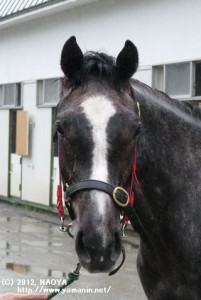 育成時代のヤマニンプードレ