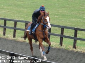 休養中のヤマニンファラオ
