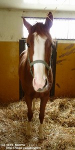 育成時代のヤマニンシュワイエ