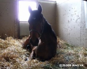 厩舎で休みヤマニンガーゴイル