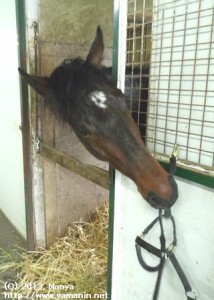 育成時代のリノリオ