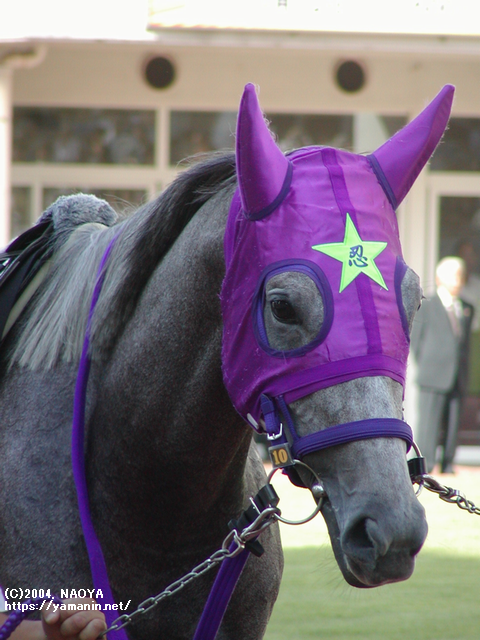 紫苑S・ヤマニンアラバスタ