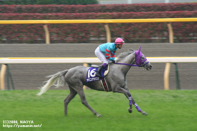 ヴィクトリアマイルの本馬場入場・ヤマニンアラバスタ