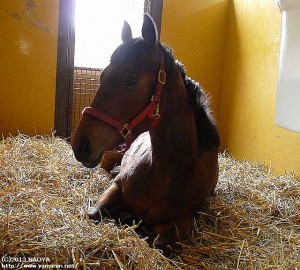 育成時代のヤマニンアタシャン