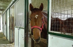 育成時代のヤマニンマルキーザ