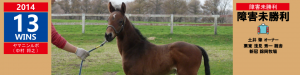 2014年13勝目・ヤマニンルポ
