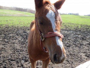 錦岡牧場の仔馬