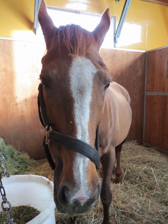 ヤマニンザナドゥ