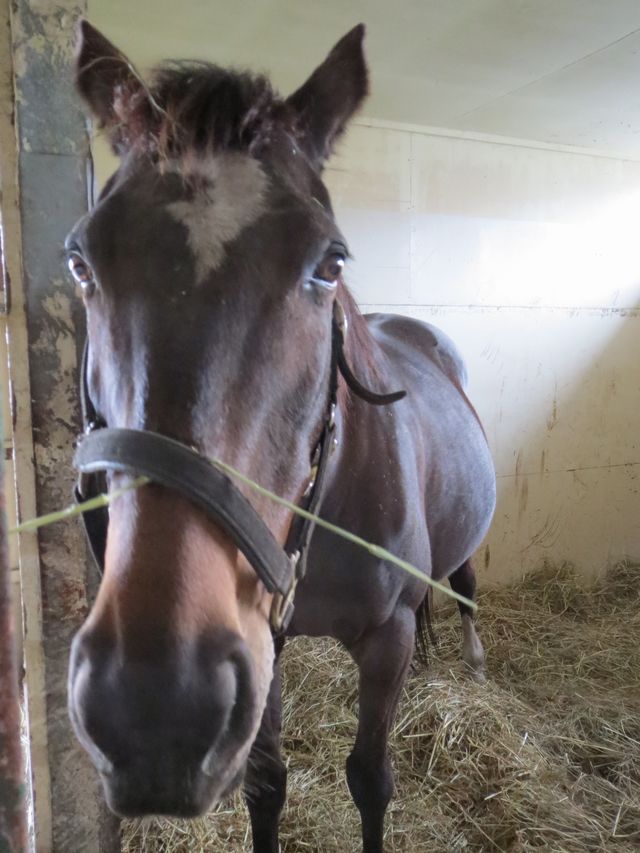 ヤマニンアリュール