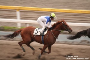 皐月盃・1週目のヤマニンキングリー