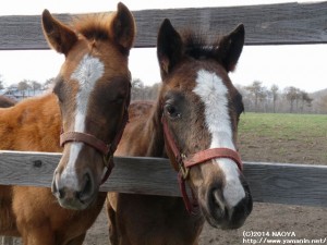 栗毛はヤマニンギモーヴ2014、鹿毛はボーテセレスト2014