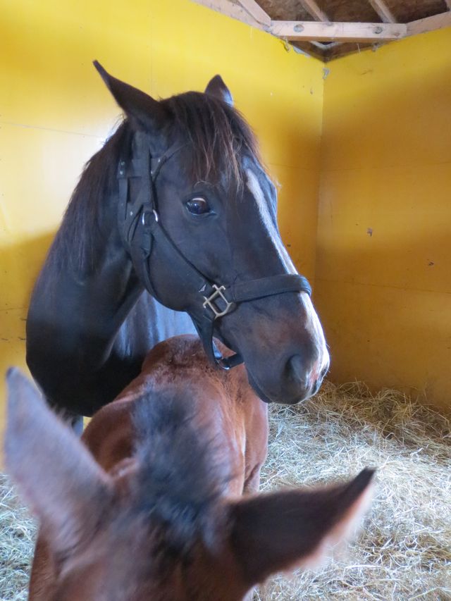 ヤマニンアリエル