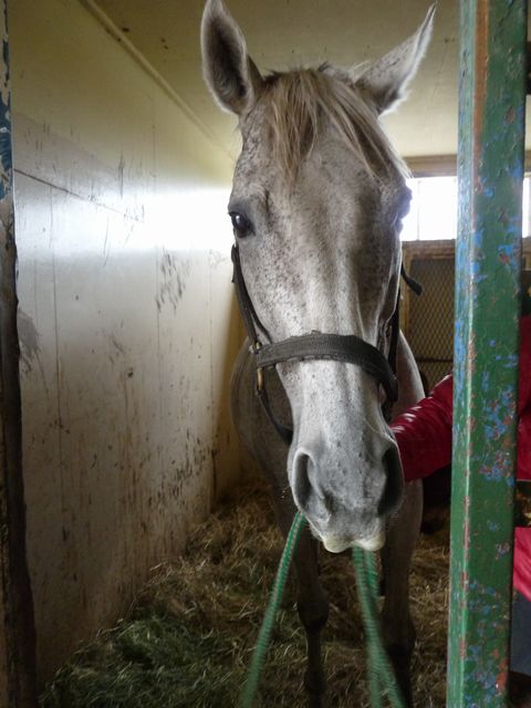 ジョリーダンス