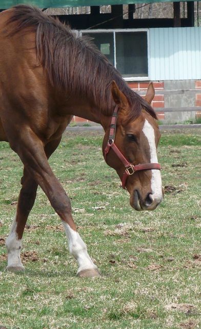 ヤマニンファニオン