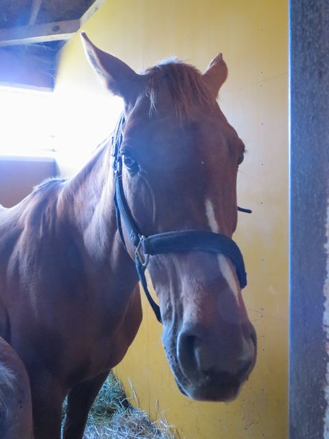 ヤマニンメルベイユ