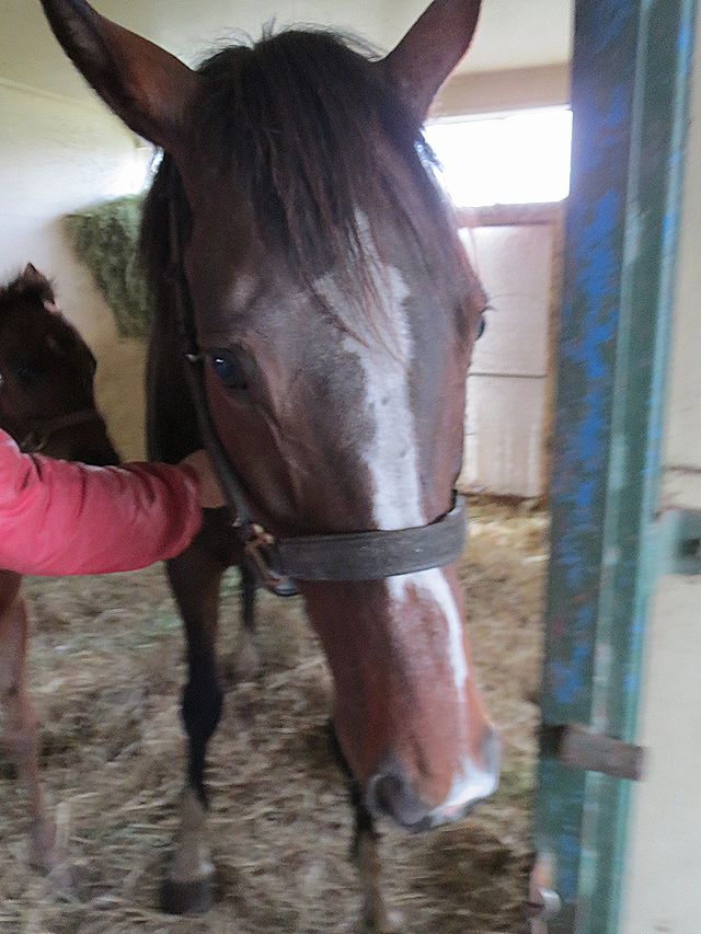 ヤマニンアストレア