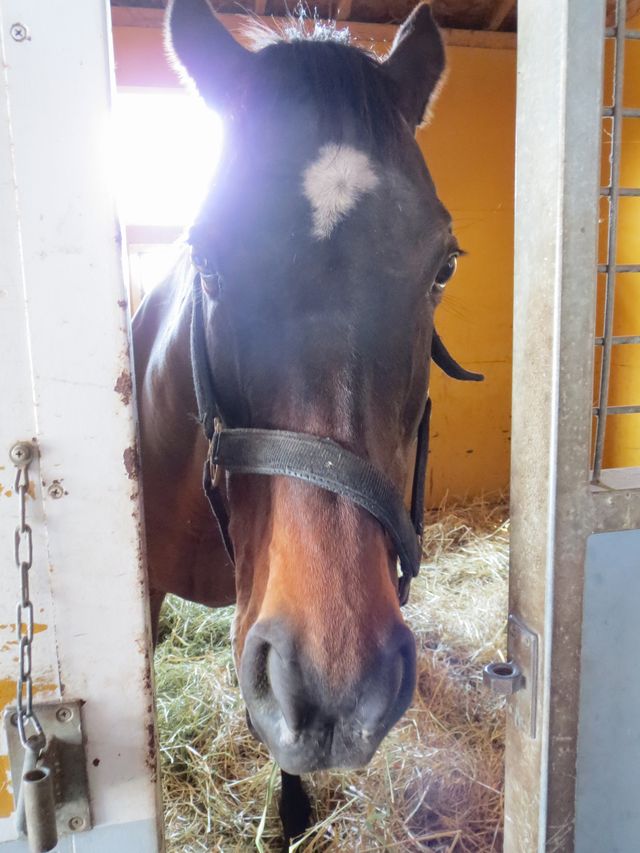 ヤマニンアルシオン