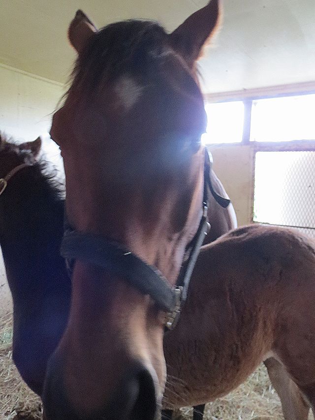 ヤマニンカルフール