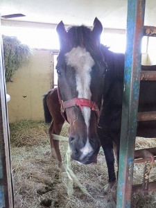 ヤマニンドルチェ