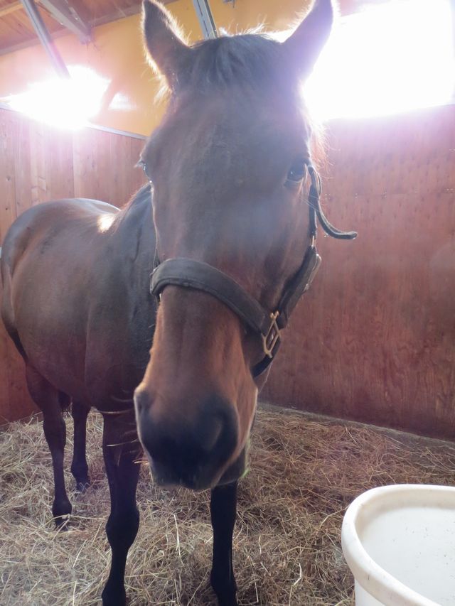 ヤマニンティアモ