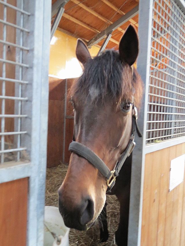 ヤマニンマドレーヌ