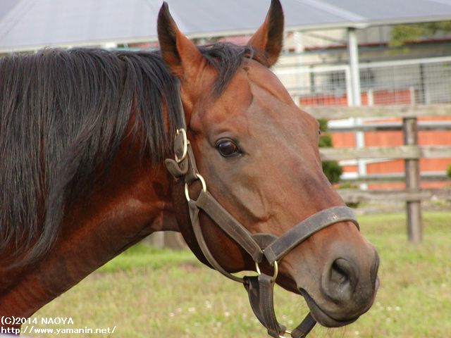ヤマニングローバル